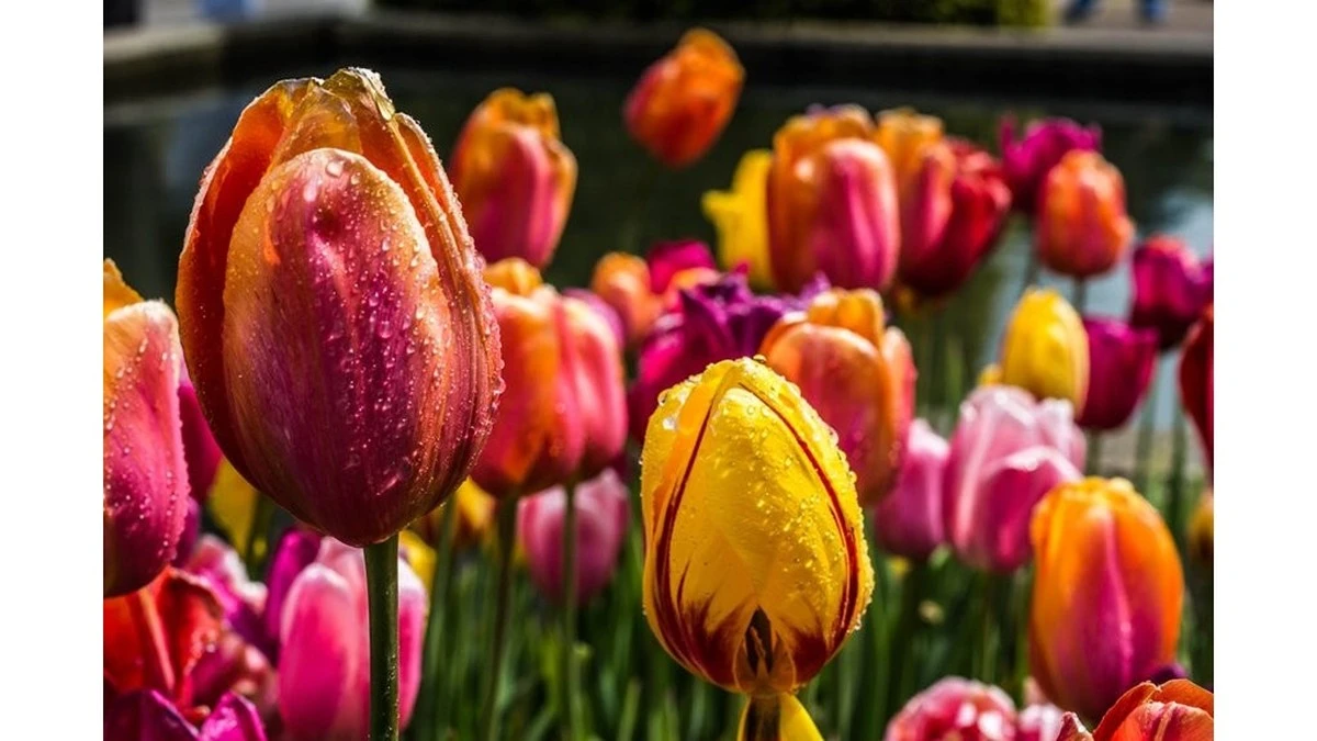 Dlaczego doświadczeni ogrodnicy podają tulipanom trzy różne „koktajle” wiosną