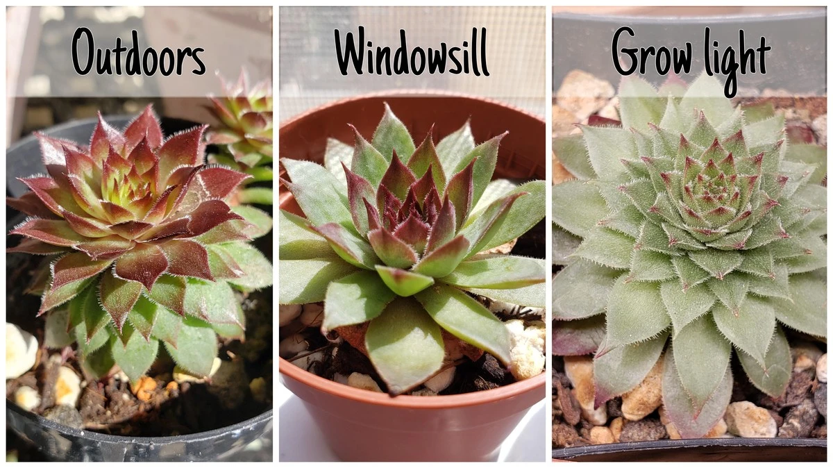 Dlaczego doświadczone gospodynie zawsze trzymają rojnika na parapecie - image 1