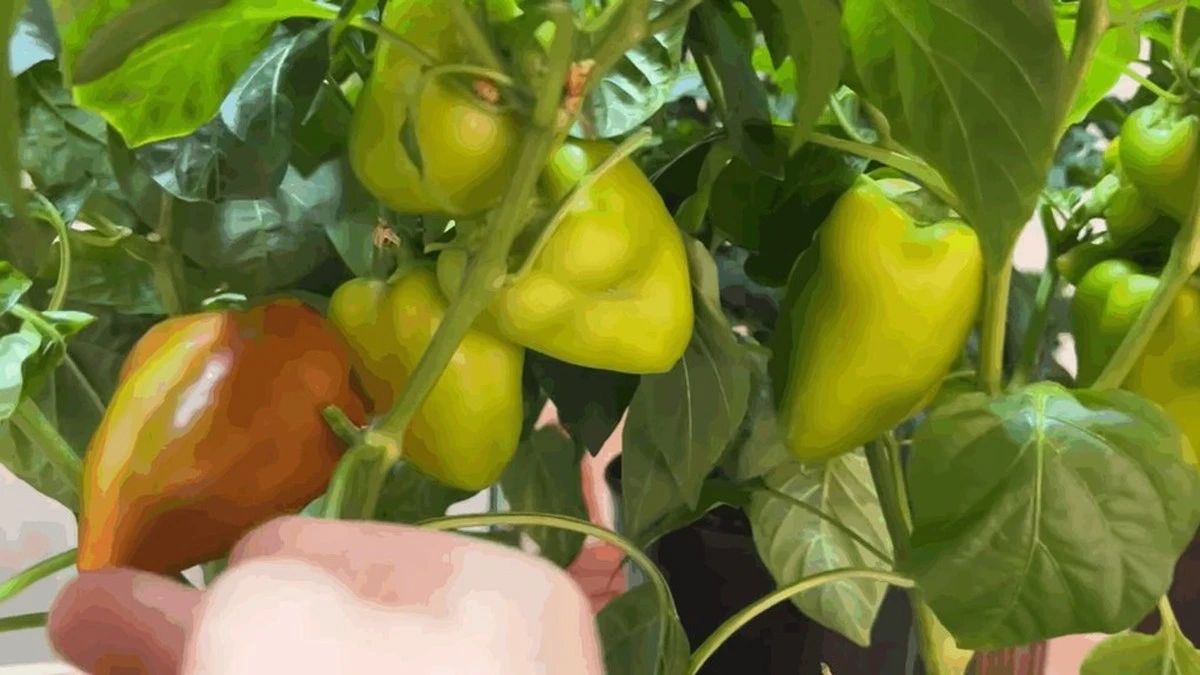 Dlaczego doświadczeni ogrodnicy wybierają 5-litrowe donice do papryki