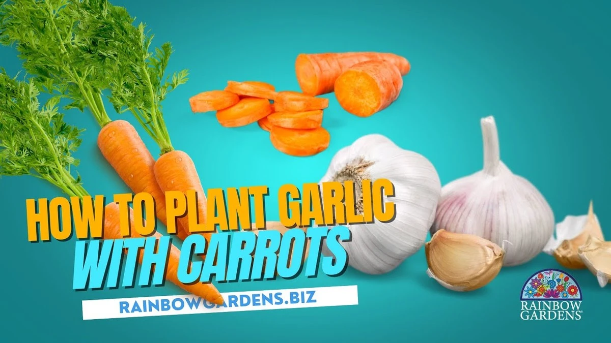 Dlaczego sadzenie czosnku obok marchwi to hit 2026 roku: 5 zasad - image 1