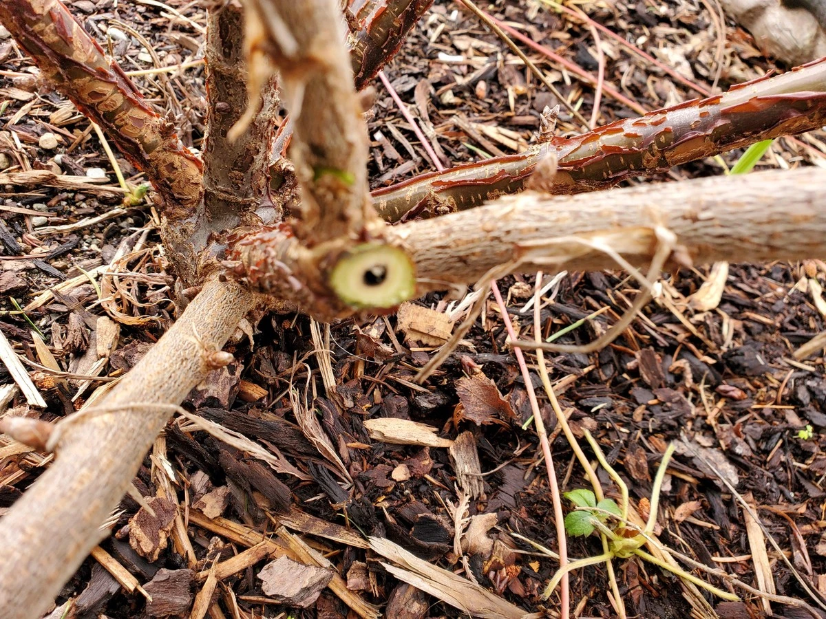 Pęknięcia na korze porzeczki to nie skutek mrozu. Jeśli zobaczysz te „ranki”, działaj natychmiast - image 1