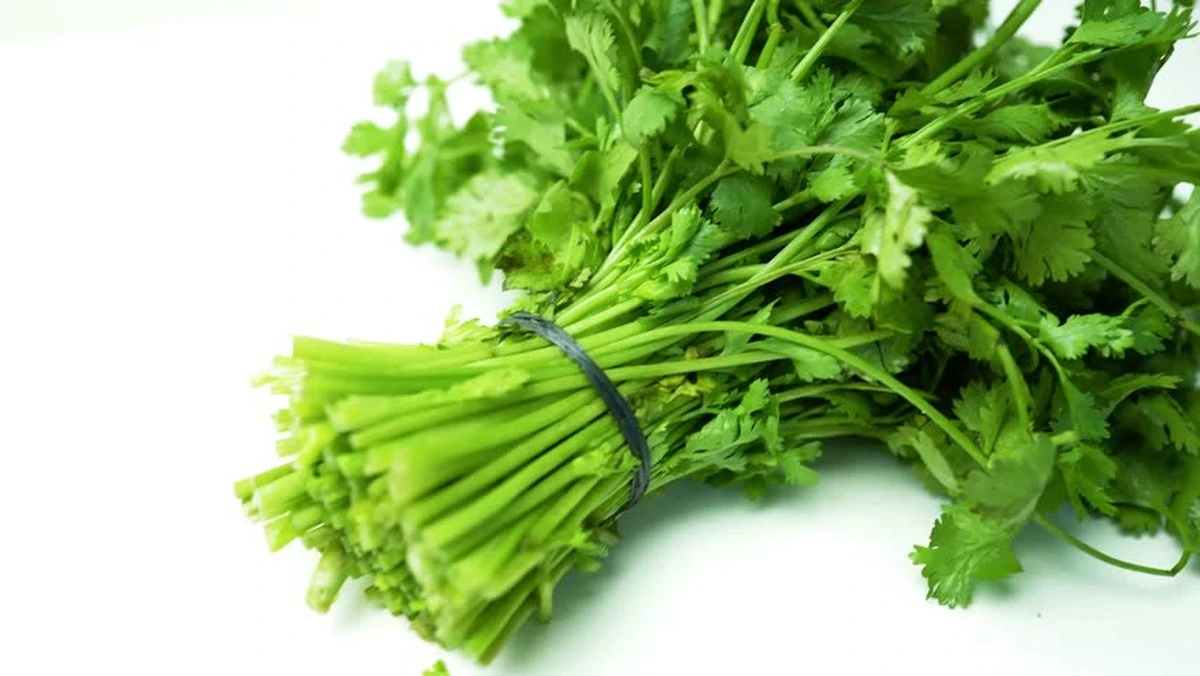 Dlaczego warto dodawać kolendrę do obiadu, ale tylko w małych ilościach - image 1