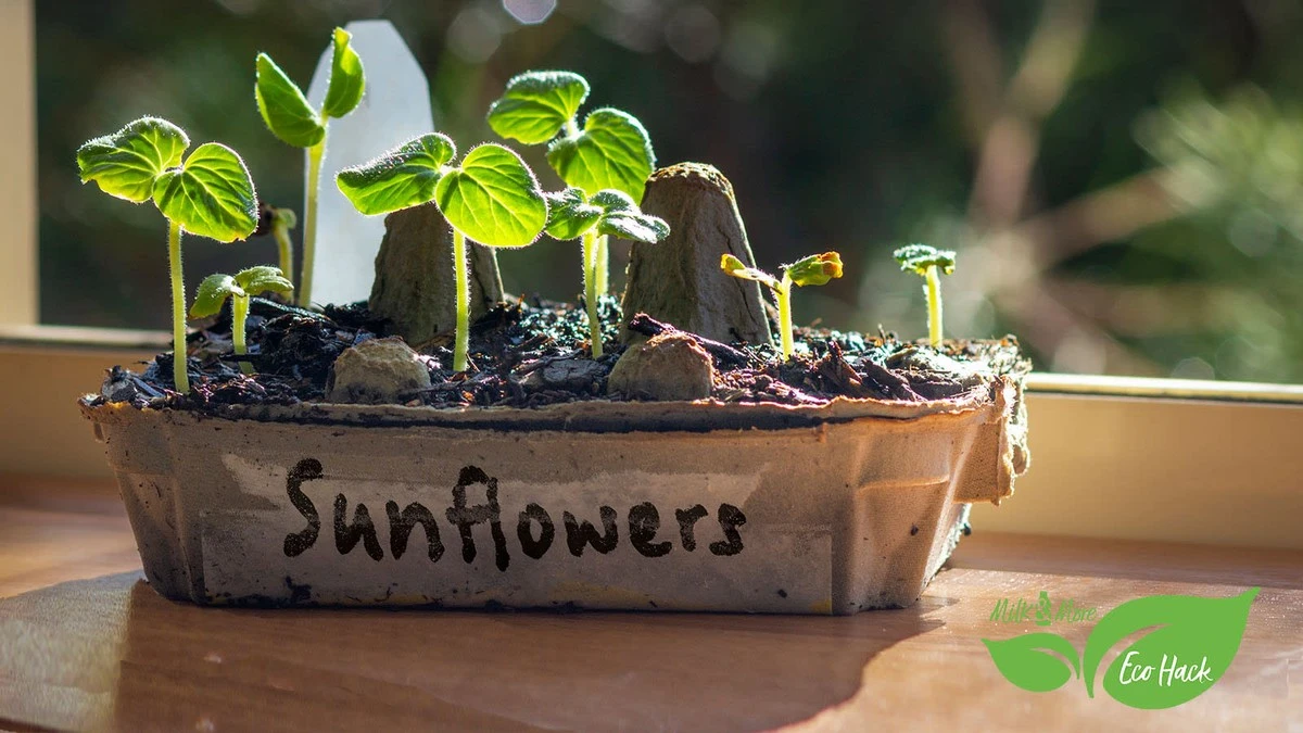 Dlaczego doświadczeni ogrodnicy zawsze zbierają kartony po jajkach przed wiosną - image 1