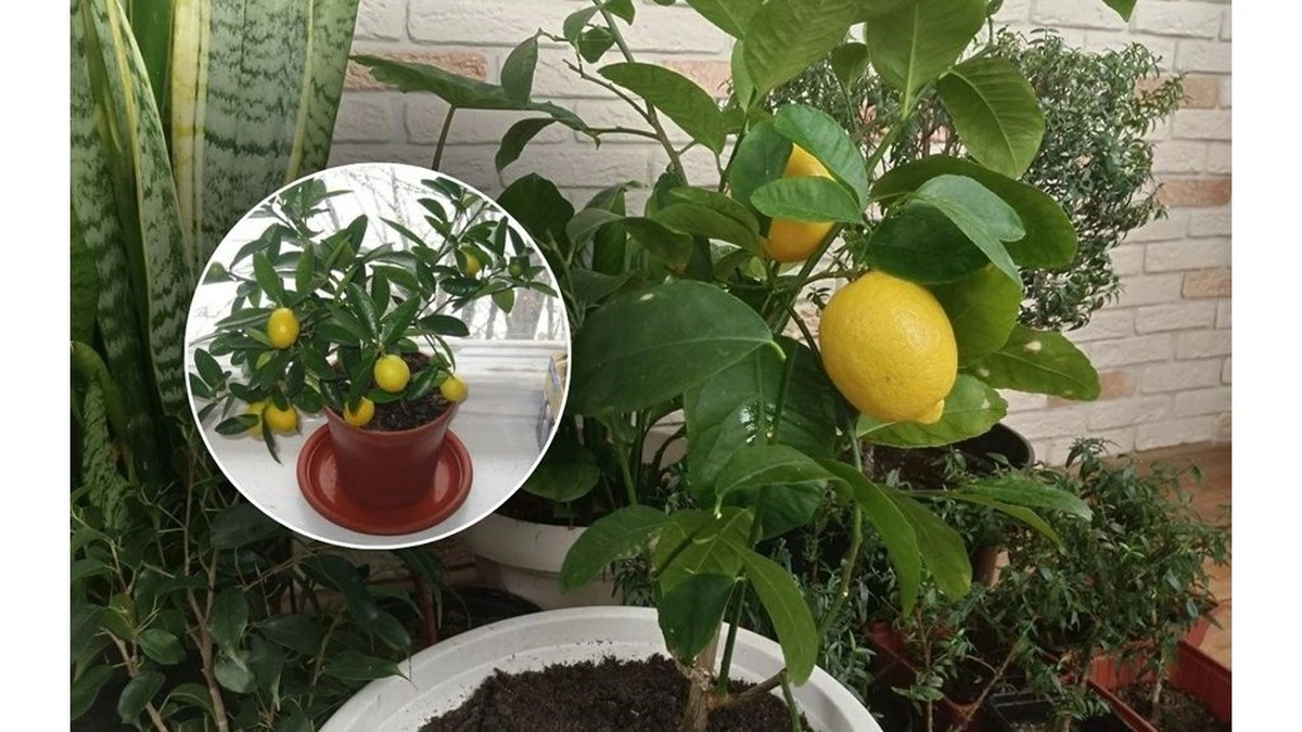 Dlaczego doświadczeni ogrodnicy wkładają jedną granulę nawozu do doniczki z cytryną