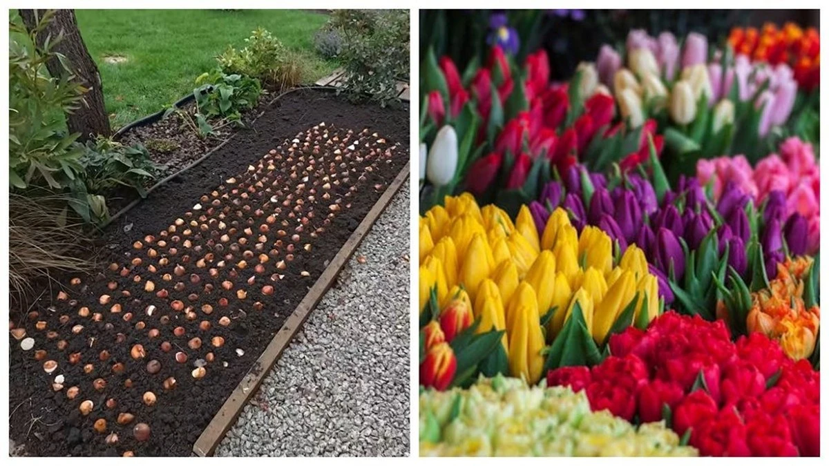Dlaczego doświadczeni ogrodnicy zawsze kładą cebulki tulipanów tak blisko siebie