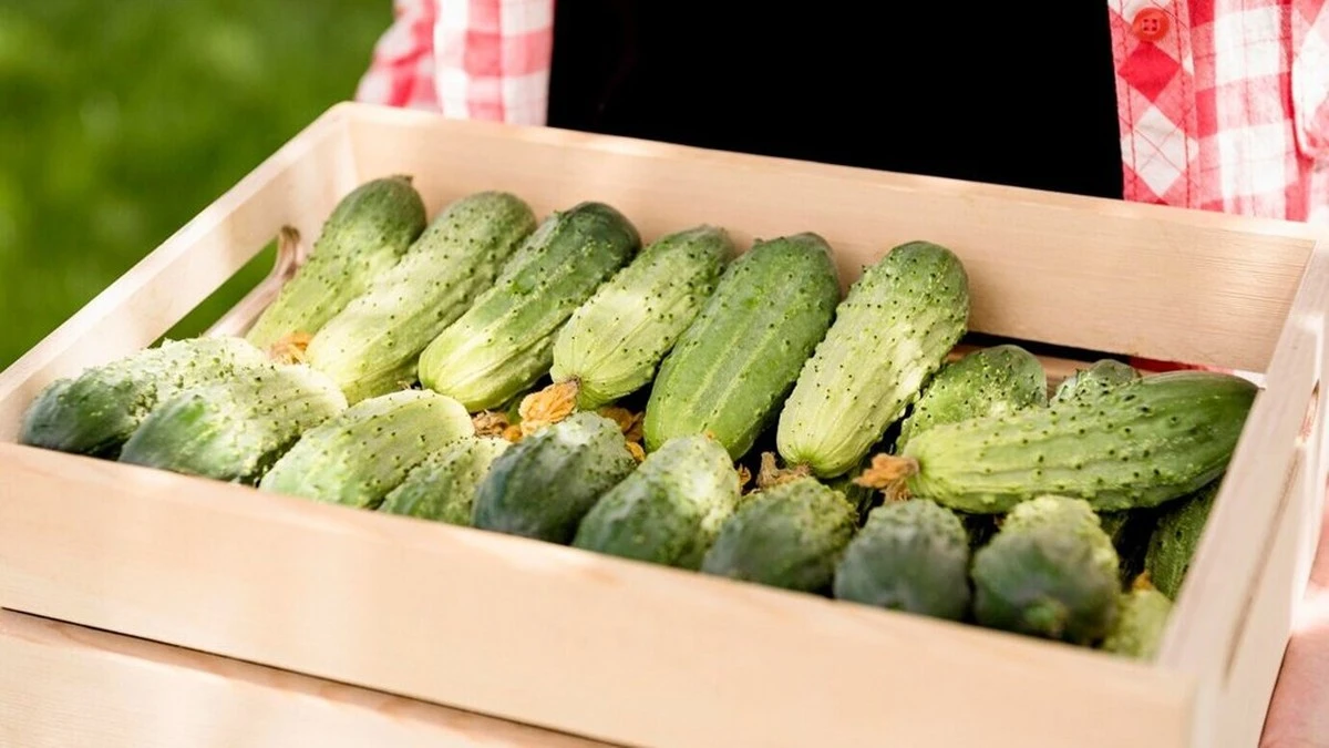 Dlaczego doświadczeni ogrodnicy zawsze wsypują szklankę popiołu do wiadra z drożdżami