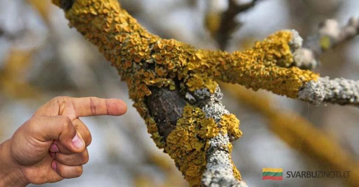 Dlaczego doświadczeni sadownicy smarują pnie drzew octem tuż przed przymrozkami