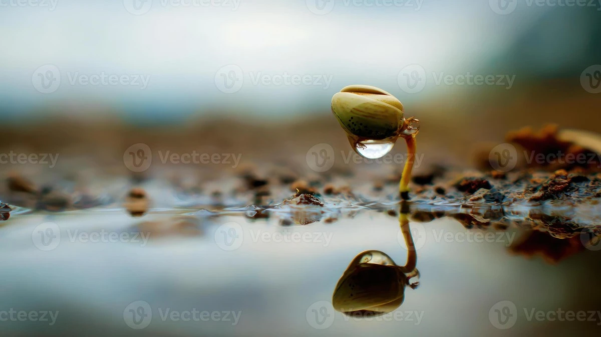 Sproszkowane nawozy to błąd: dlaczego 87% sukcesu to zwykła woda - image 1