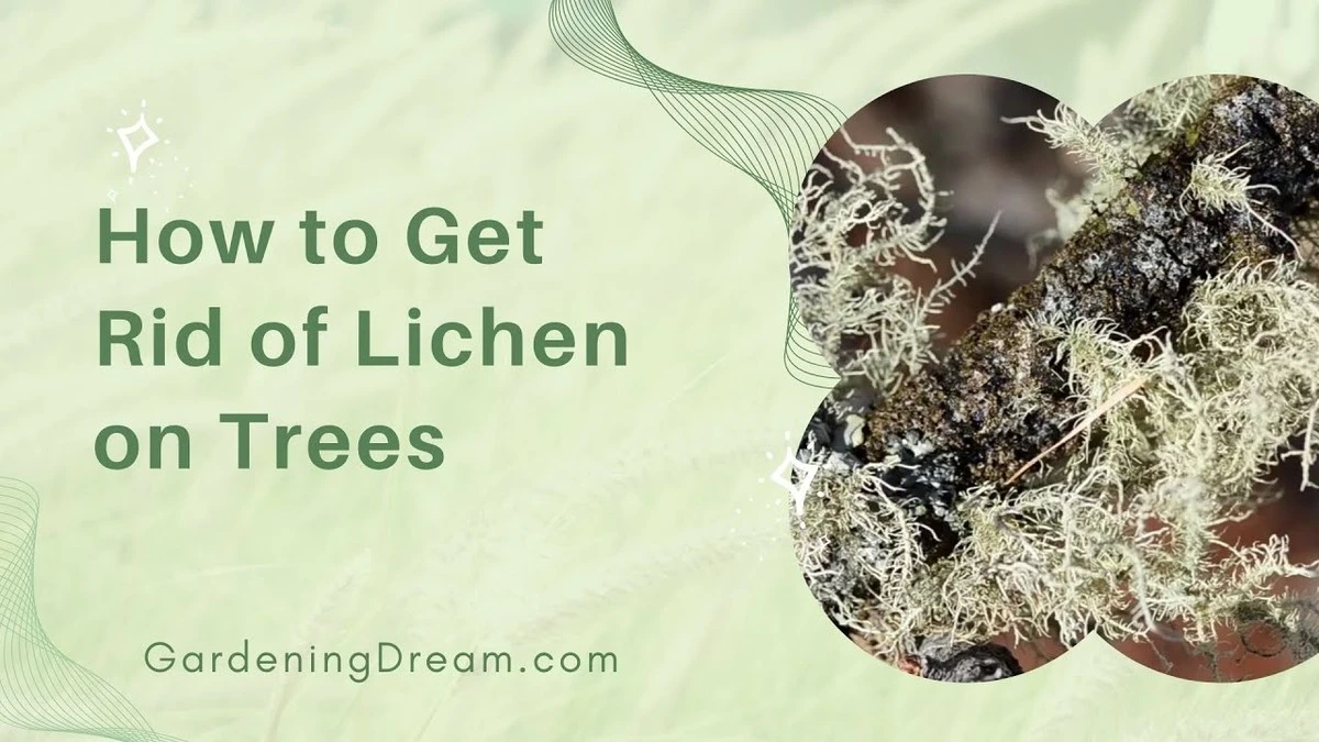 Srebrny nalot na jabłoniach: 2 domowe triki na porosty - image 1