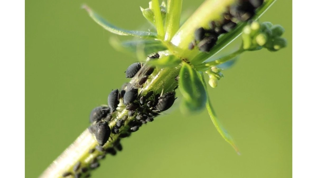 Dlaczego doświadczeni ogrodnicy zawsze dodają amoniak do szarego mydła