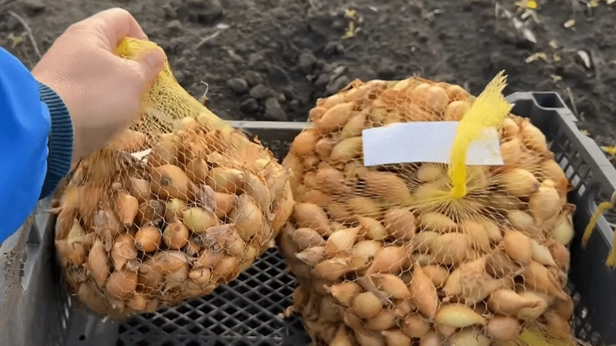Dlaczego doświadczone gospodynie zawsze kładą siatkę po cebuli do szuflady