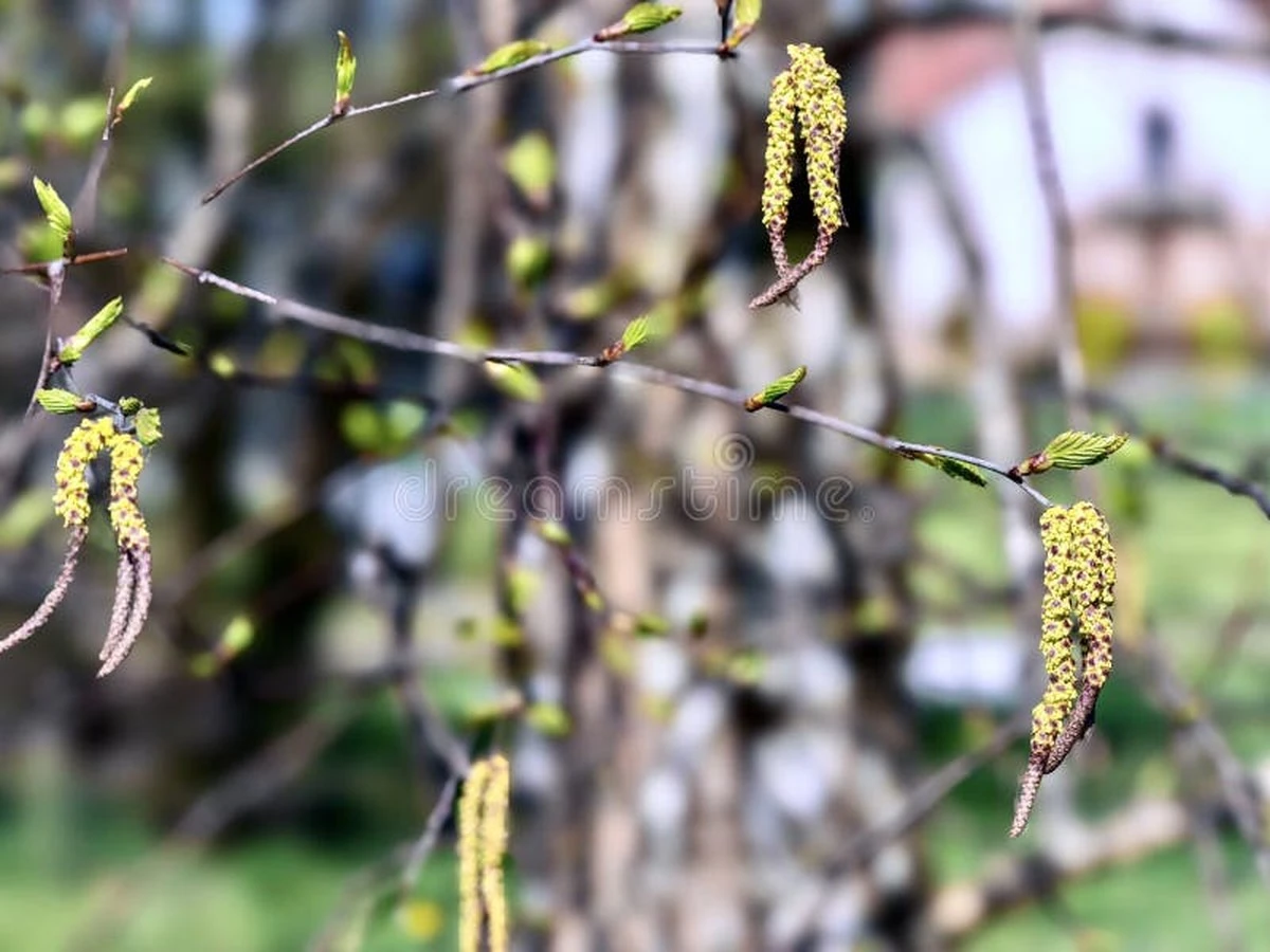 dlaczegodoswiad-extra-1.webp Dlaczego doświadczeni ogrodnicy zawsze czekają, aż brzoza wypuści liście - image 1