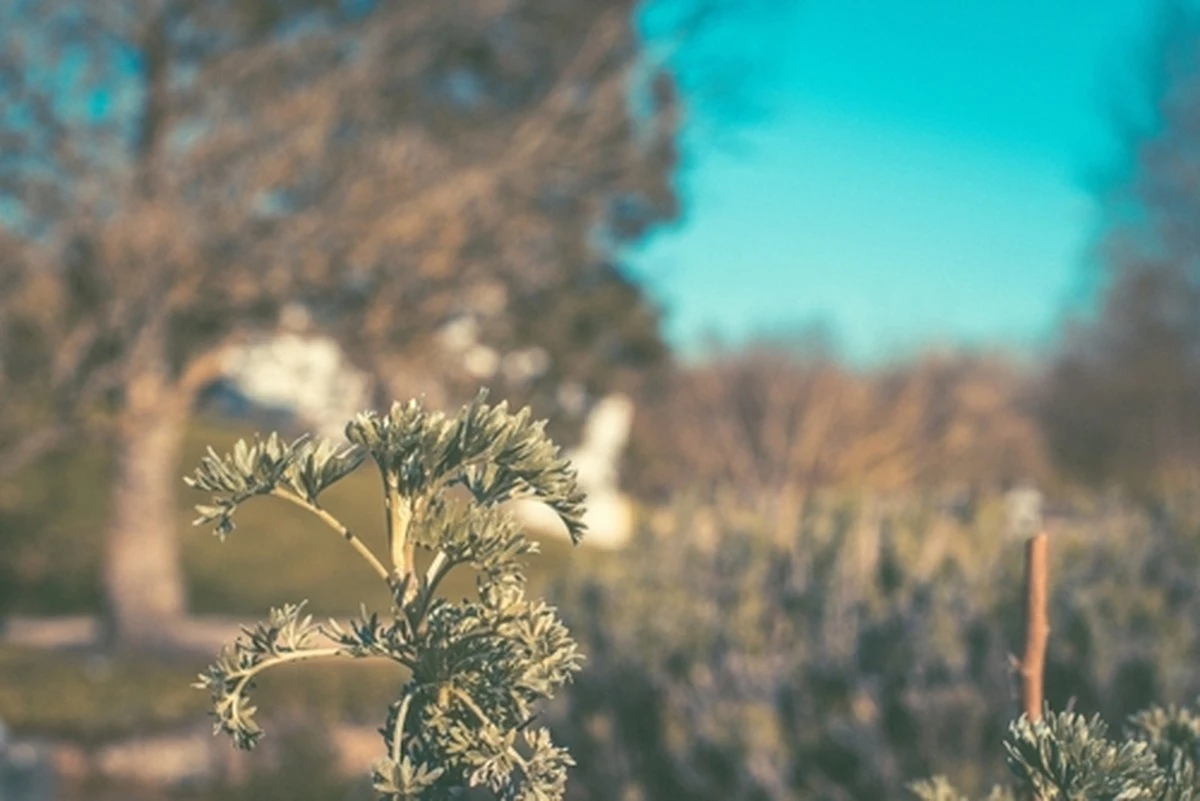 Dlaczego doświadczone gospodynie zawsze trzymają piołun w szafce kuchennej