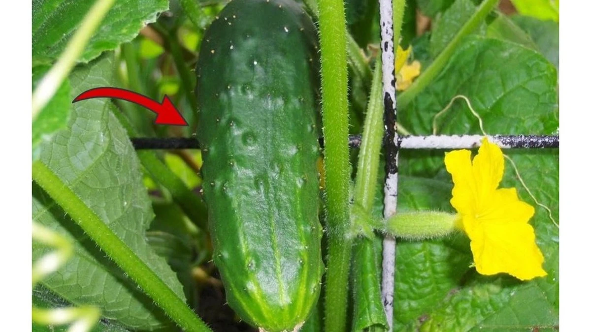 Dlaczego doświadczeni działkowicze szukają na paczce ogórków numeru SV4097