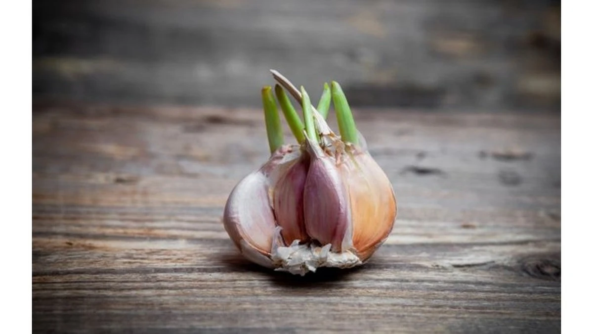 Dlaczego warto wkładać kiełkujący czosnek do potraw zamiast do kosza