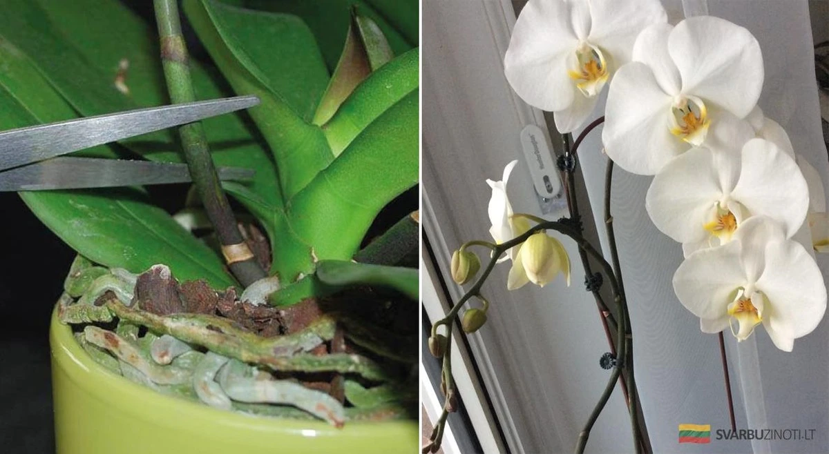 Dlaczego doświadczeni hodowcy zawsze sypią węgiel na przycięte storczyki