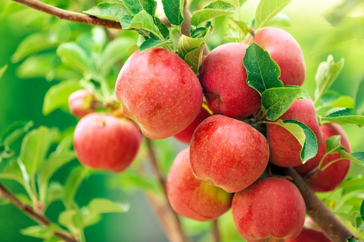 Dlaczego doświadczeni sadownicy wiosną dodają amoniak do wody dla jabłoni