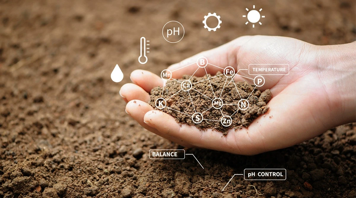 Dlaczego doświadczeni ogrodnicy zawsze sypią trzy garści tej mieszanki przed przekopaniem grządek - image 1