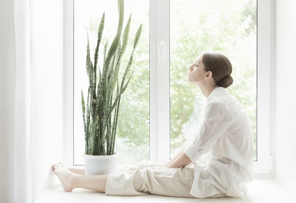 Dlaczego warto wynieść pelargonię z sypialni - image 1