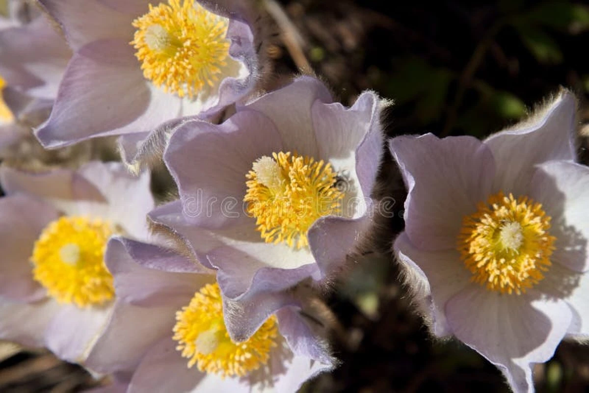 dlaczegodoswiad-extra-1.webp Dlaczego doświadczeni turyści nigdy nie zrywają fioletowych kwiatów w lesie - image 1