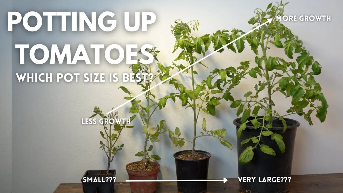 dlaczegodoswiad-extra-1.webp Dlaczego doświadczeni ogrodnicy obrywają dolne liście pomidorów zaraz po posadzeniu - image 1