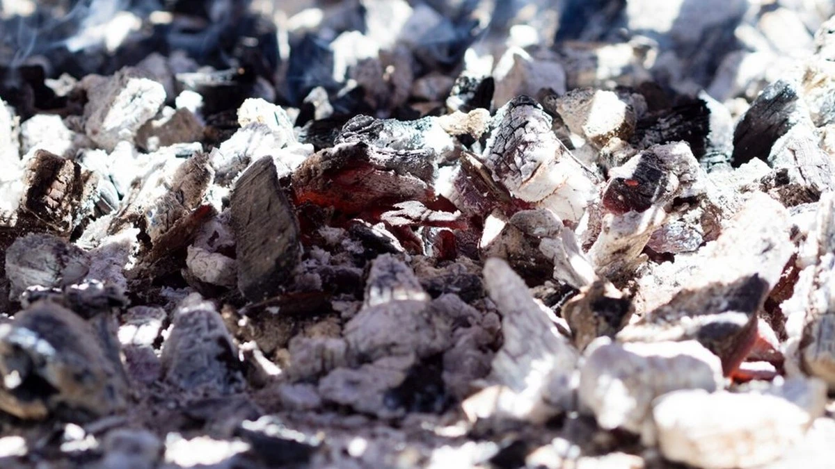 Dlaczego doświadczeni ogrodnicy przestali sypać popiół pod wszystkie rośliny