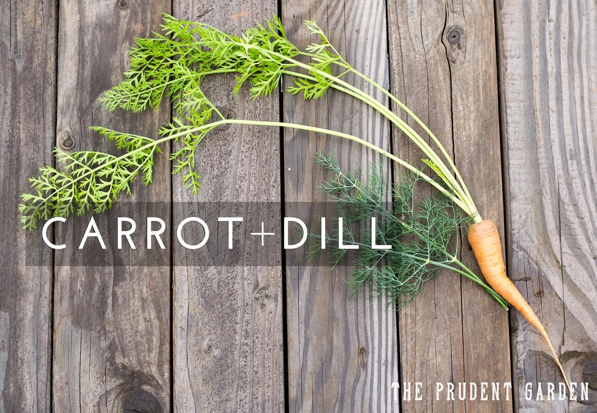 dlaczegodoswiad-extra-1.webp Dlaczego doświadczeni ogrodnicy nigdy nie sieją koperku obok marchwi - image 1