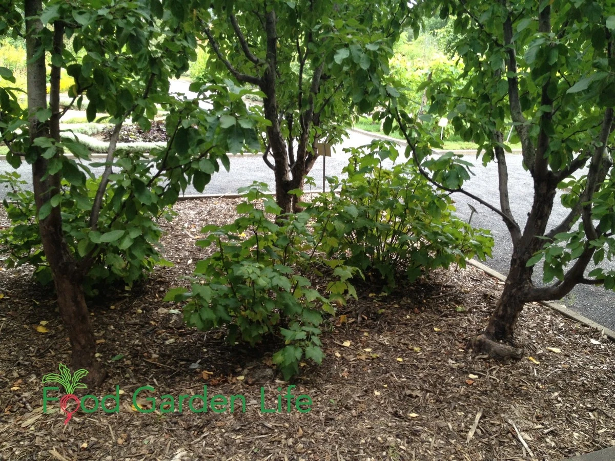 Dlaczego doświadczeni ogrodnicy sypią łyżkę mocznika pod porzeczki właśnie w marcu - image 1