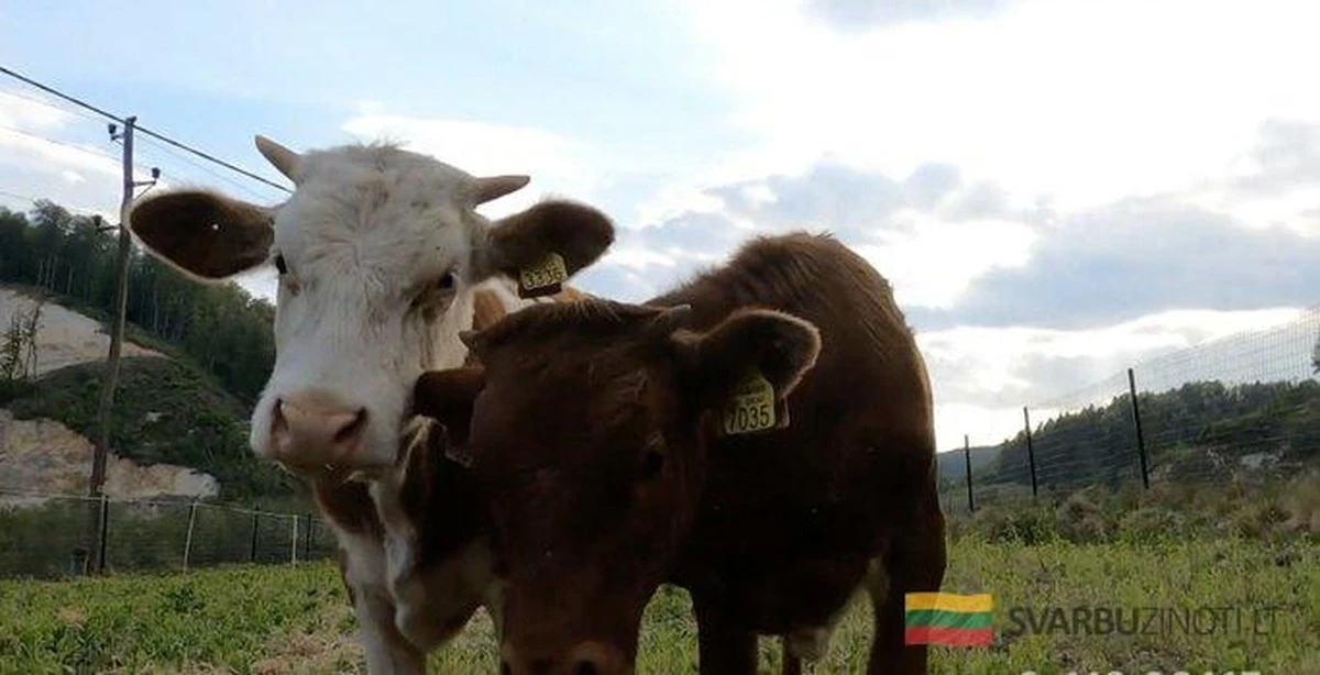 Dlaczego rolniczka zamiast wypłaty podarowała mu cielaka