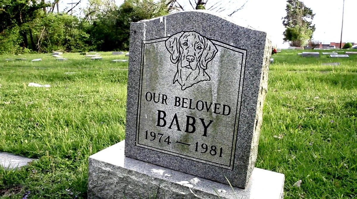 Dlaczego mieszkańcy miast stawiają monitoring nad grobami psów - image 1