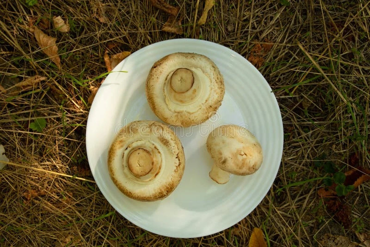 Dlaczego warto wrzucać pieczarki do jajecznicy każdego ranka - image 1