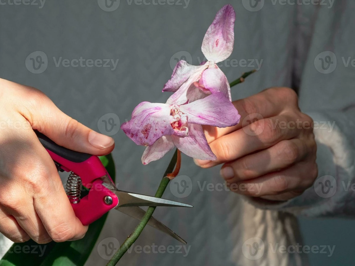Dlaczego doświadczeni hodowcy zawsze sypią węgiel na przycięte storczyki - image 1