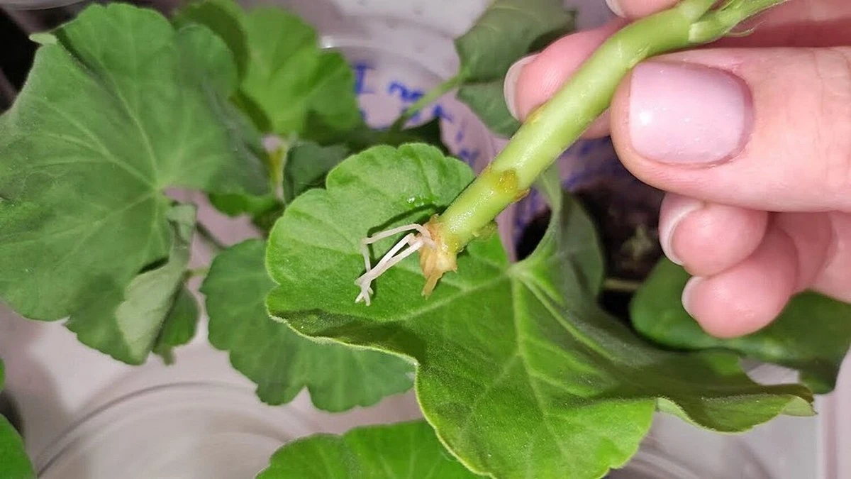 Dlaczego doświadczone ogrodniczki owijają szczepki pelargonii płatkiem kosmetycznym