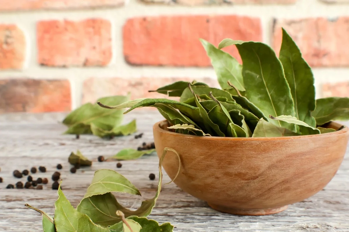 Dlaczego warto wrzucić liść laurowy do doniczki