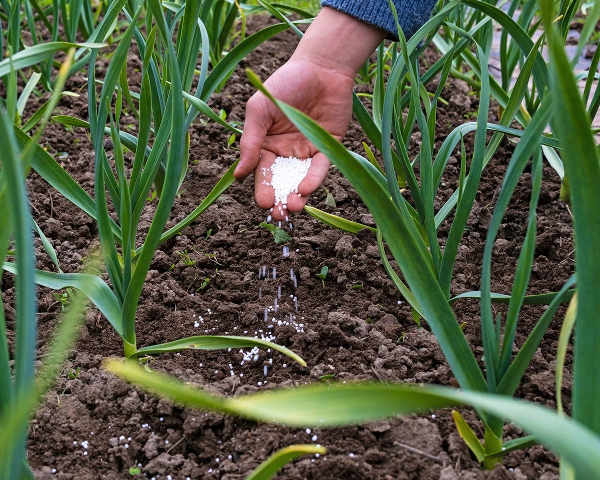 Dlaczego doświadczeni ogrodnicy zawsze stosują siarczan magnezu pod czosnek - image 1