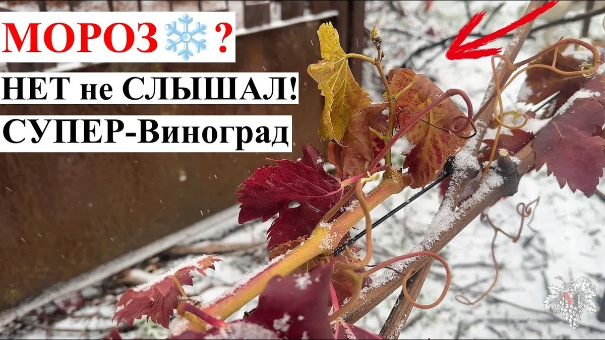 Dlaczego przestałem okrywać winogrona na zimę - image 1