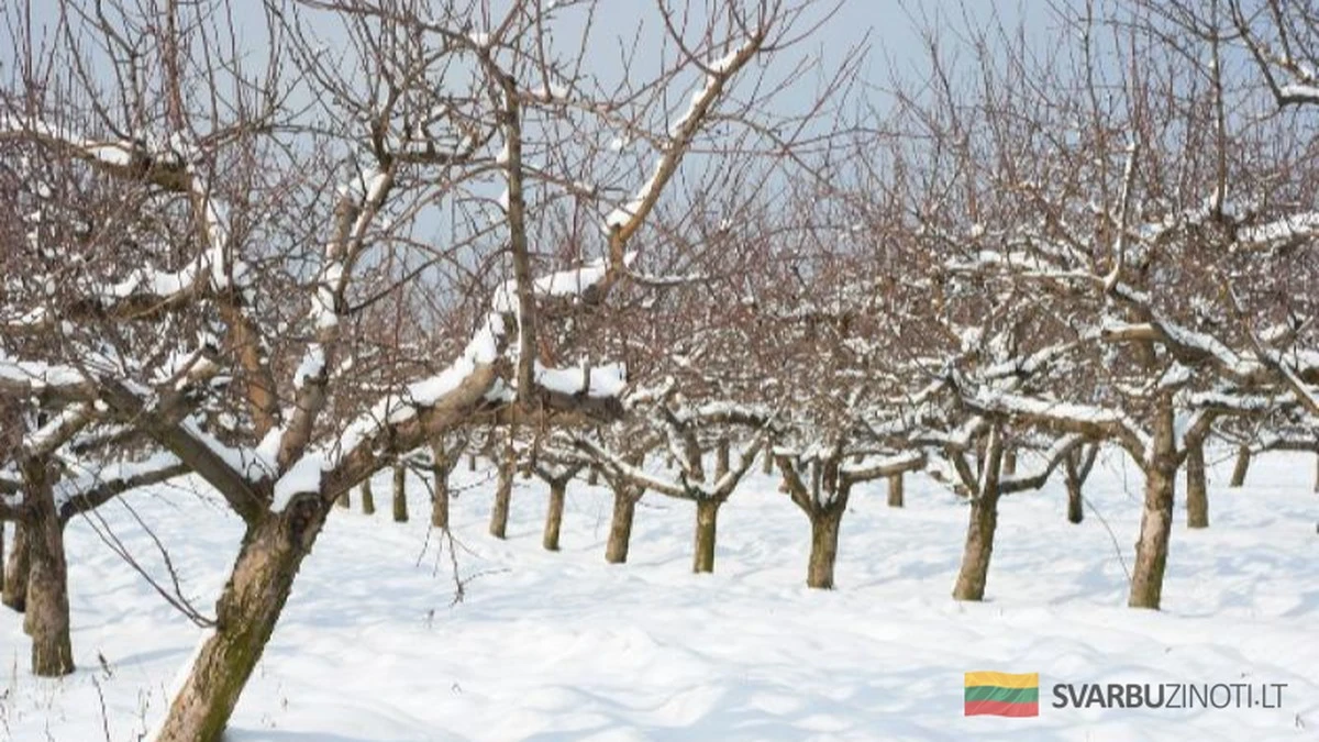 Sad: Ukryty powód zamierania drzewek (To nie mróz)