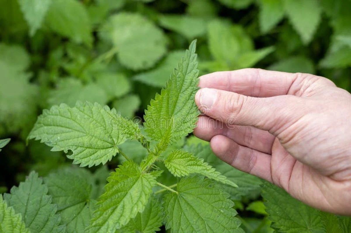 Dlaczego mój dziadek co wiosną sypał dziwny zielony proszek do zupy - image 1