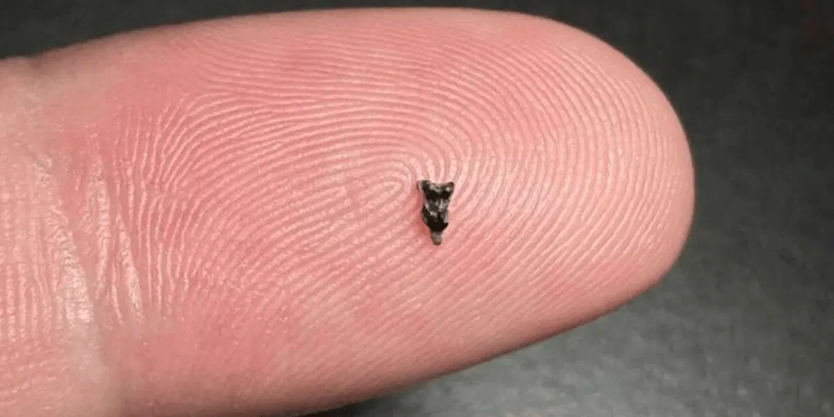 Dlaczego naukowcy badają ząb mniejszy od ziarna ryżu