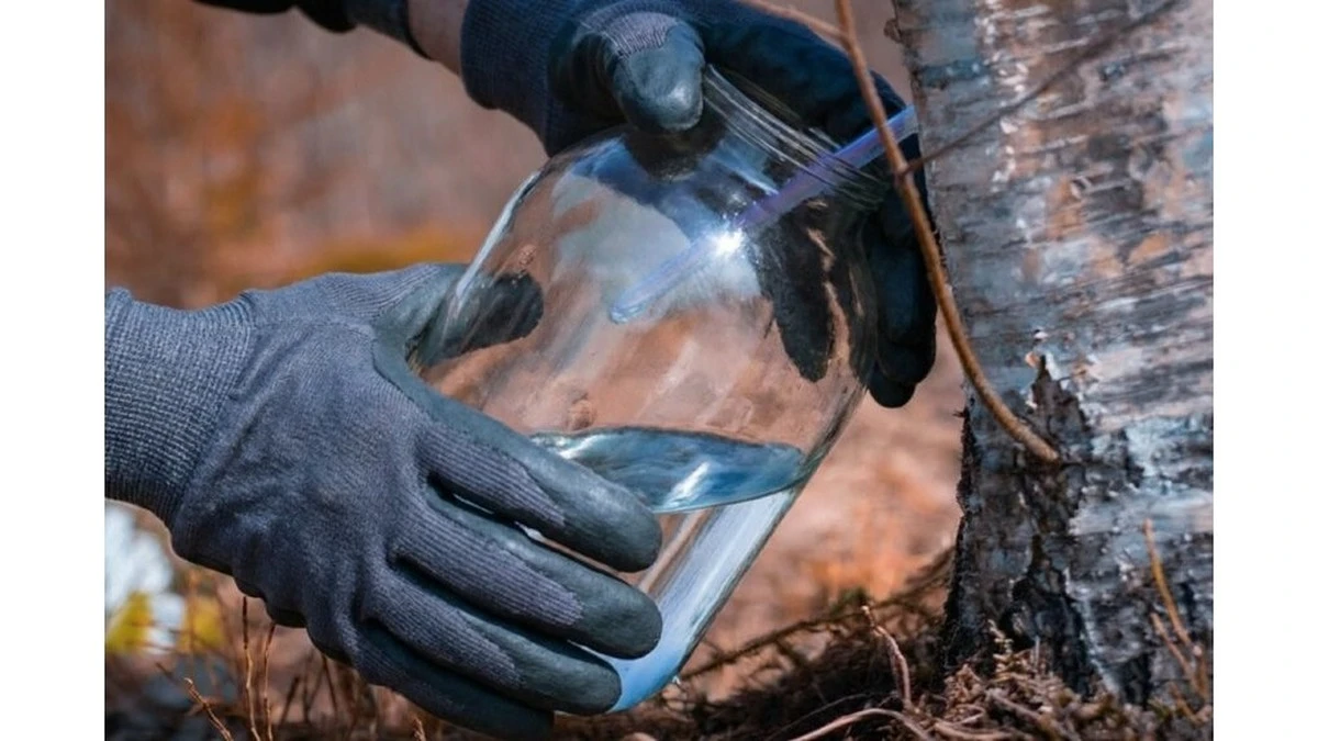 Sok z brzozy: Przezroczysty płyn, który regeneruje ciało w marcu