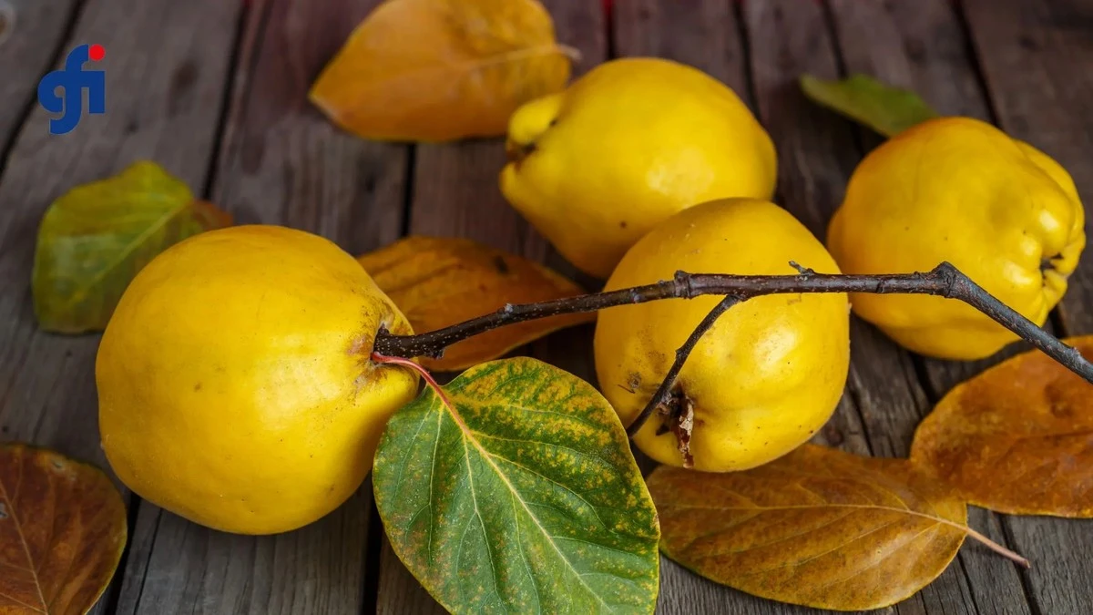 Pigwa na odporność: twardy owoc — ukryty skarb Twoich jelit - image 1