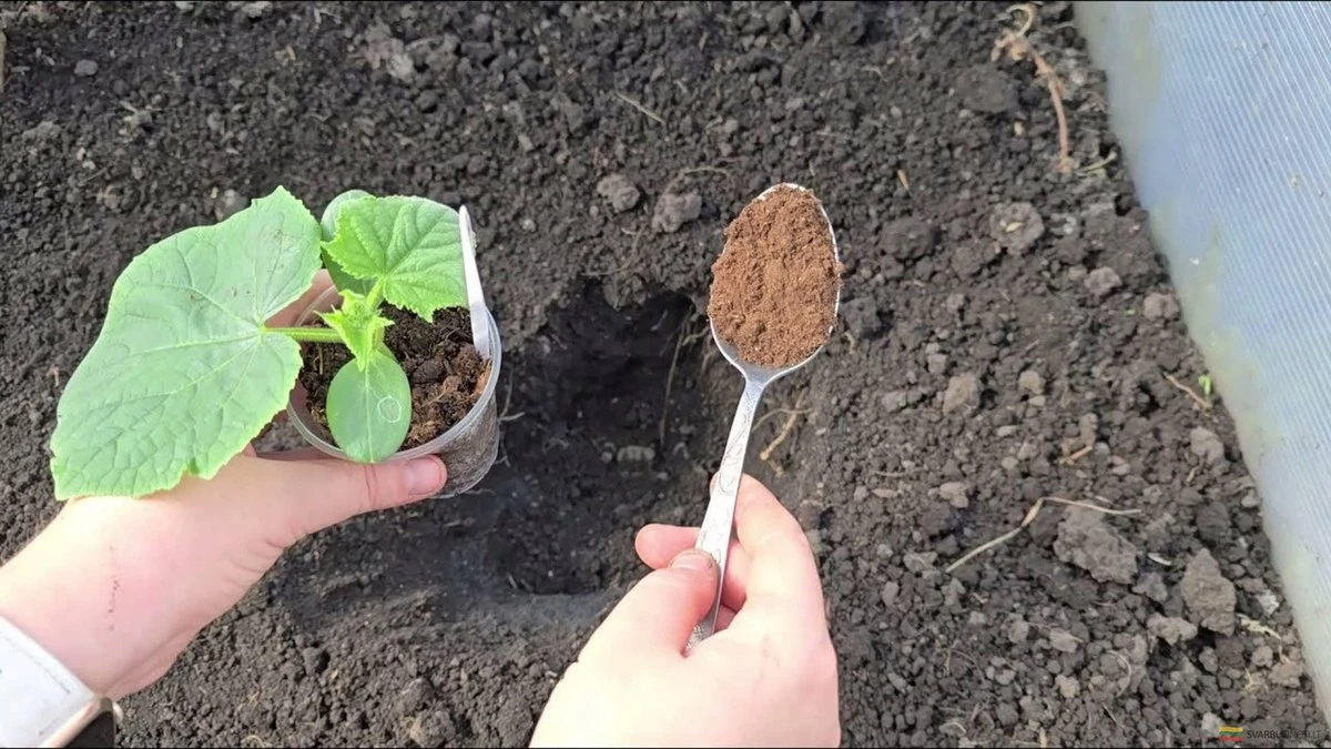 Dlaczego doświadczeni ogrodnicy w maju zawsze wsypują popiół pod truskawki