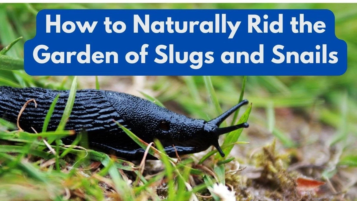 Dlaczego doświadczeni ogrodnicy kładą kawałek drewna nasączony kefirem na grządkach - image 1