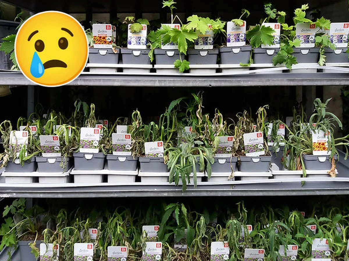 Dlaczego doświadczeni floryści unikają kupowania kwiatów w supermarketach - image 1