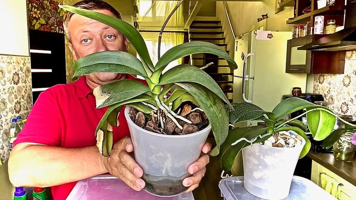 Dlaczego doświadczeni hodowcy zawsze dodają Trichodermę do wody dla storczyków