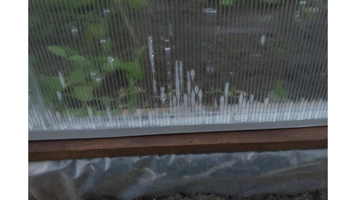 Dlaczego doświadczeni ogrodnicy otwierają szklarnię o świcie