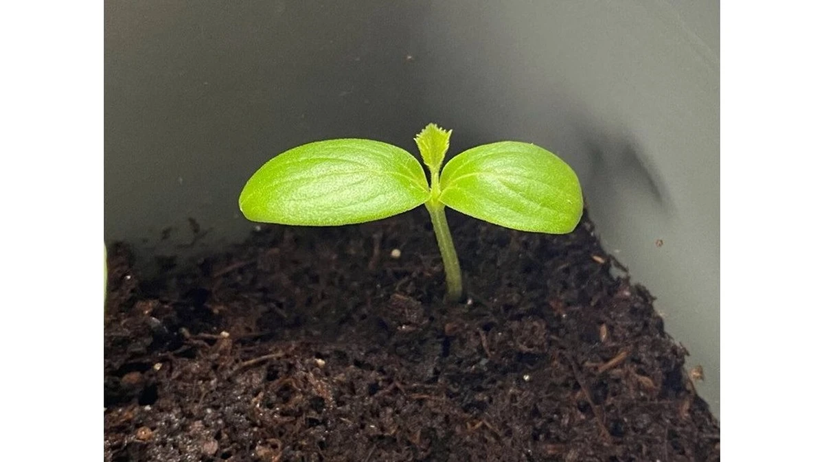 Dlaczego doświadczeni ogrodnicy nigdy nie sadzą dwóch różnych odmian ogórka w jednej grządce