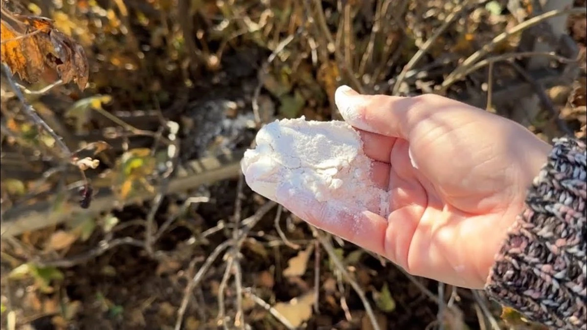 Dlaczego doświadczeni ogrodnicy sypią łyżkę mocznika pod porzeczki właśnie w marcu