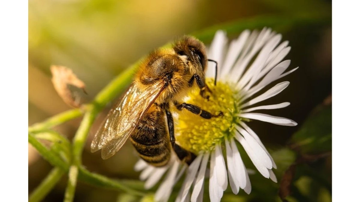Dlaczego doświadczeni ogrodnicy stawiają miseczkę z syropem cukrowym przy grządkach
