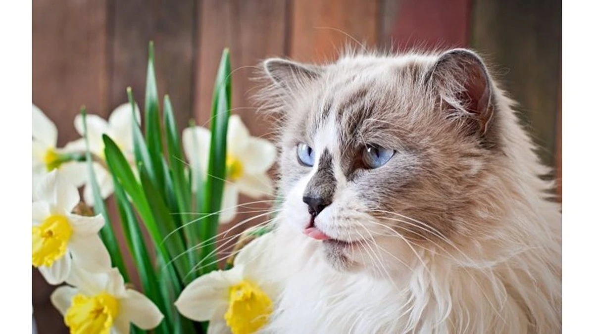 Dlaczego warto wylać wodę z wazonu po narcyzach, jeśli masz w domu kota
